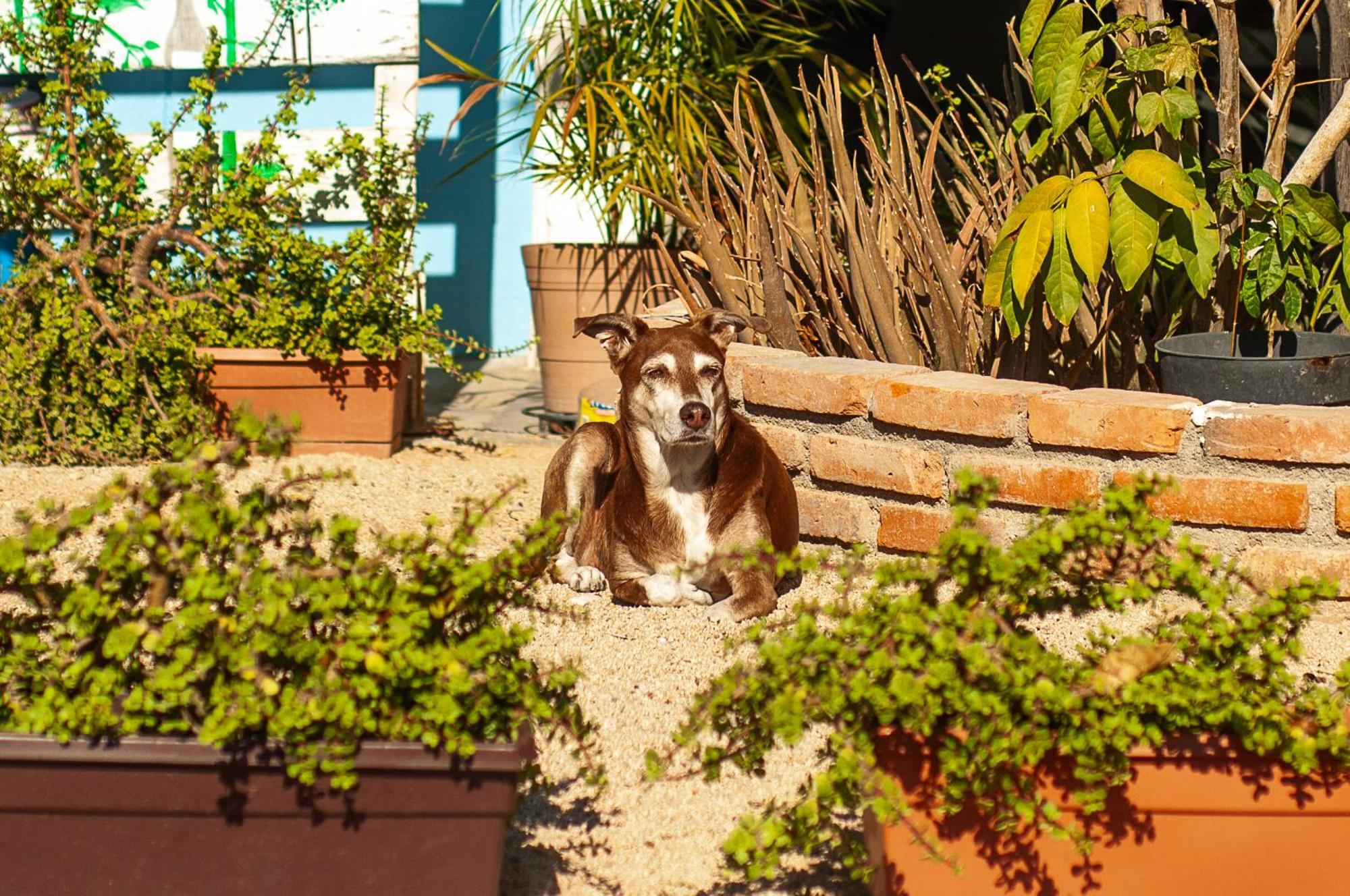 Peace Hostel Mx La Paz Zewnętrze zdjęcie